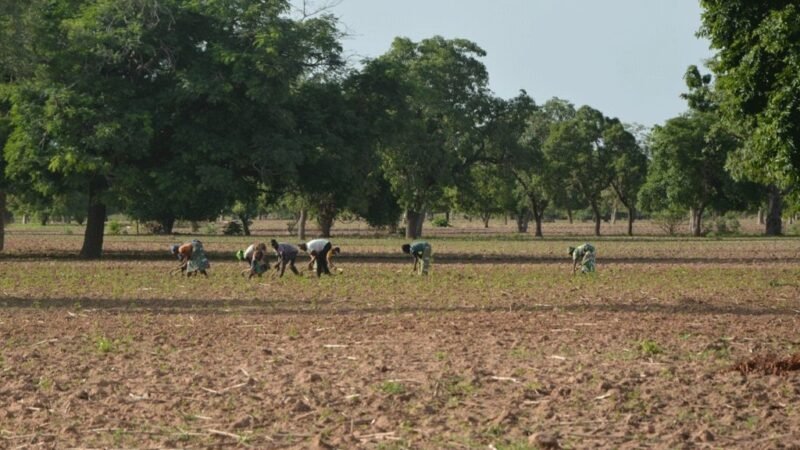 Mali : Les autorités rassurent, des acteurs alertent sur les obstacles pour la Campagne agricole 2025-2026.