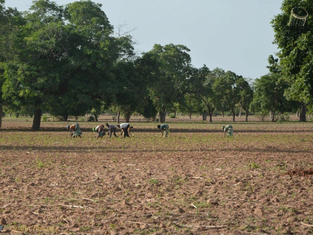 Mali : Les autorités rassurent, des acteurs alertent sur les obstacles pour la Campagne agricole 2025-2026.