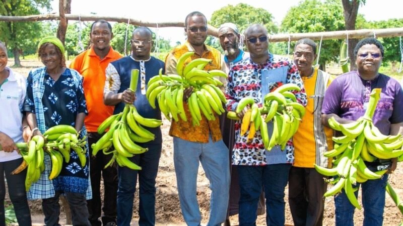 Burkina Faso : lancement de la production locale de banane plantain pour renforcer l’autosuffisance alimentaire