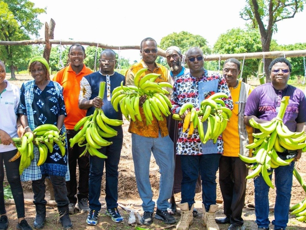 Burkina Faso : lancement de la production locale de banane plantain pour renforcer l’autosuffisance alimentaire